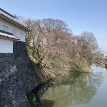 開花寸前の桜