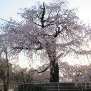 枝を拡げた枝垂桜に感動です