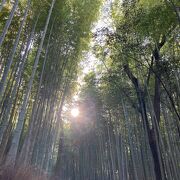 雰囲気の良い竹林の道