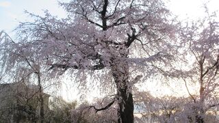 枝を拡げた枝垂桜に感動です