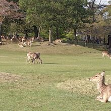 奈良公園の鹿