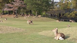 桜の下の可愛い鹿