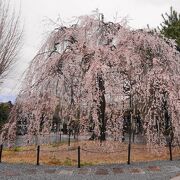阿亀桜が素晴らしい