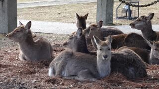 つぶらな瞳がなんとも愛らしい鹿なのですが、できるだけ近づかずに、遠くから見るだけにしています。