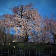 祇園の夜桜が妖艶