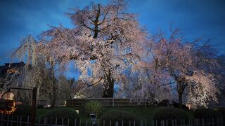 祇園の夜桜が妖艶