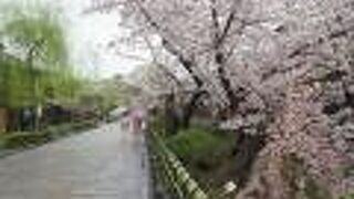 桜の名所ですが・・・