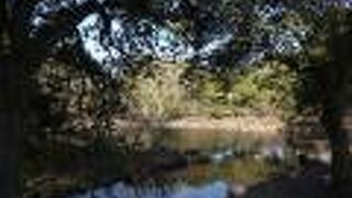 荒池の源は春日山の率川で、この川をせきとめて築堤したそうです。