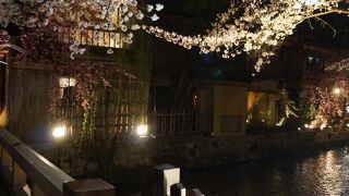 夜桜は風情満点