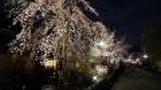 桜並木が素晴らしい