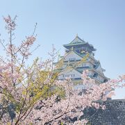 桜の天国　大阪城公園