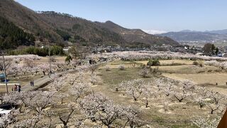 一目10万本のあんずの花