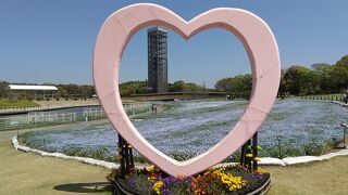 ネモフィラが間もなく満開