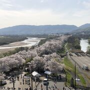 「背割堤さくらまつり」