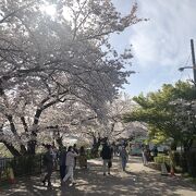約1.4kmにわたる桜のトンネルは圧巻です