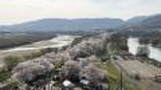 「背割堤さくらまつり」