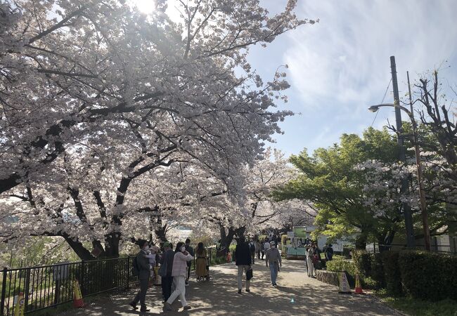 約1.4kmにわたる桜のトンネルは圧巻です