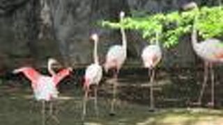 月曜休園日だけど、フラミンゴに会えました！