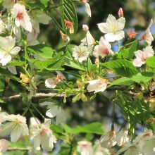 少しだけ桜の花が残っていました