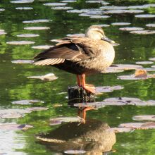 カルガモも見られました