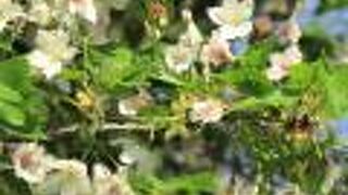 桜の花はわずかしか残っていませんでしたが、ヒドリガモとカルガモに会えました