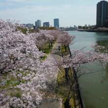 川沿いは満開の桜並木。