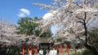 桜苑は紅白幕で囲われています