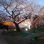 季節の花々が咲く