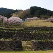 棚田のようなお花畑