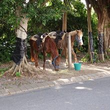 乗馬のアクティビティー