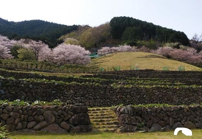 棚田のようなお花畑