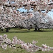 仙台市内で一番桜の木が多い公園。満開の春景色が楽しめました