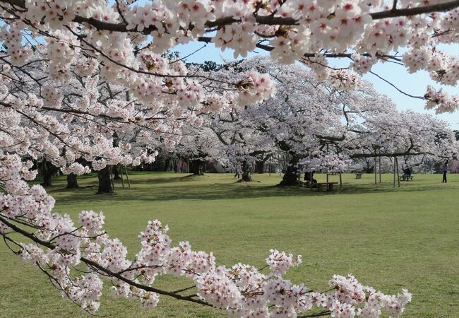 仙台市内で一番桜の木が多い公園。満開の春景色が楽しめました