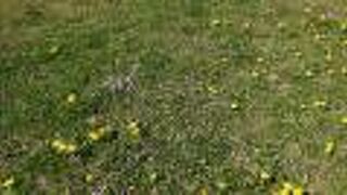 野に咲く花が、見応えありでした