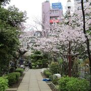 参道の桜が見頃でした