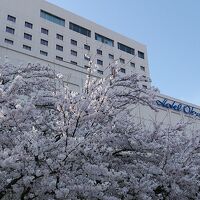 オークラに満開の桜
