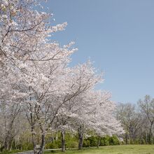 春に訪れたので、桜が綺麗でした～