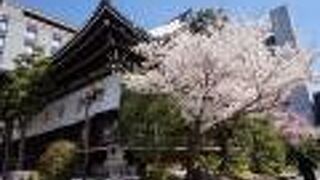 境内の桜が綺麗