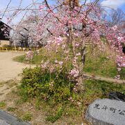 枝垂桜が美しい