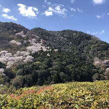 西には保津峡。大悲閣千光寺も見えます。山桜も満開です。