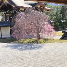 宸殿前の庭に咲く満開の桜