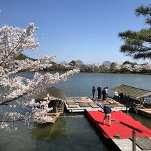 大沢池も桜満開