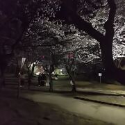 夜桜もきれいです　高岡古城公園
