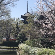 満開の桜と東寺五重塔
