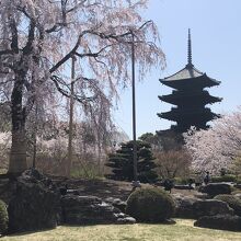 満開の桜と東寺五重塔遠景