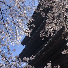 東寺五重塔と満開の桜