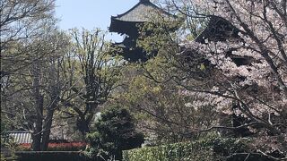 京都花見三昧旅行の締めは東寺でした。