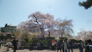 蘇ってきたしだれ桜。