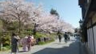 桜並木がきれいです。