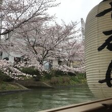 桜は満開前・曇り空で残念でしたが、雰囲気は有りました